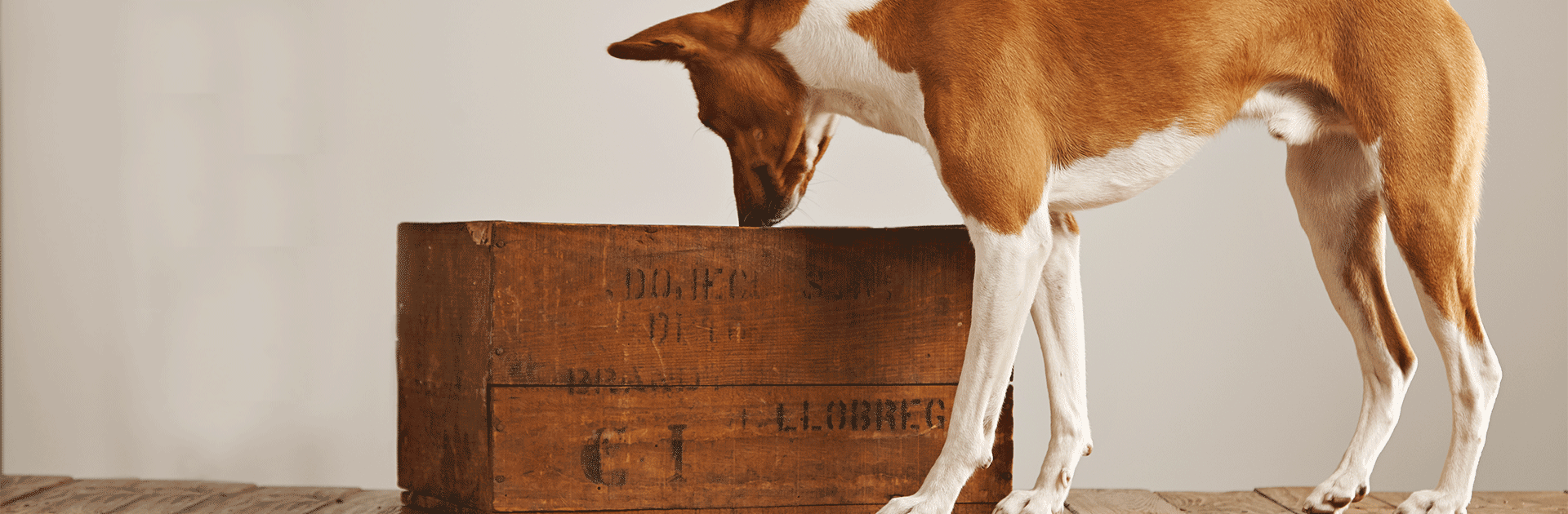 Hond die in een kist snuffelt